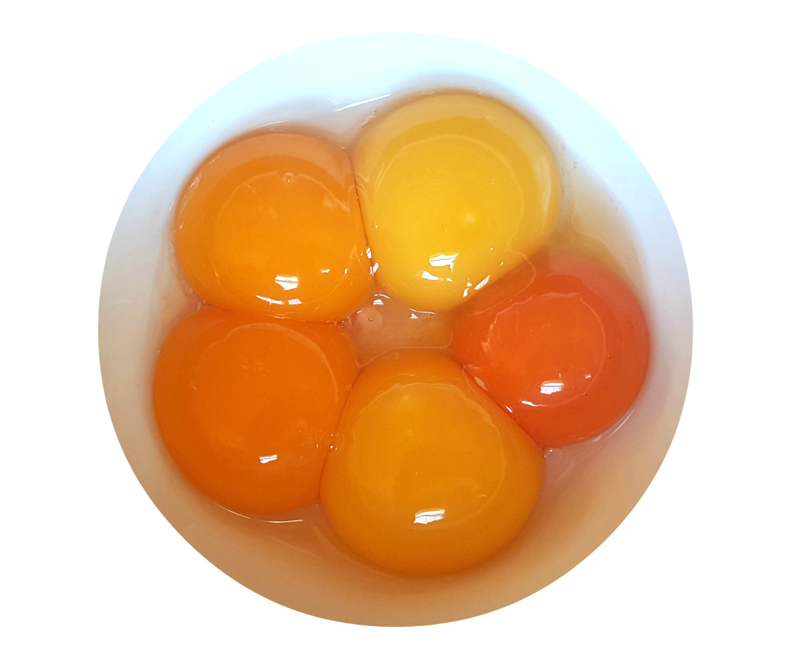 Fresh egg yolks